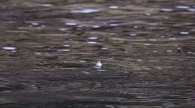 a bird flying over a body of water