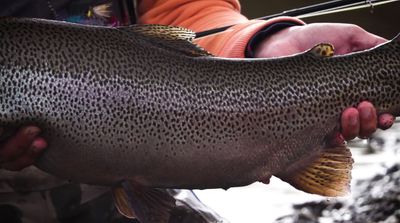 a man holding a large fish in his hands