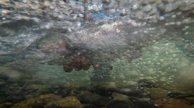 a person swimming in a body of water