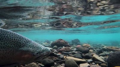 a large fish swimming over a rocky river bed