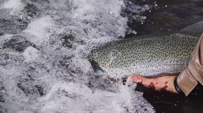 a person holding a fish in their hand