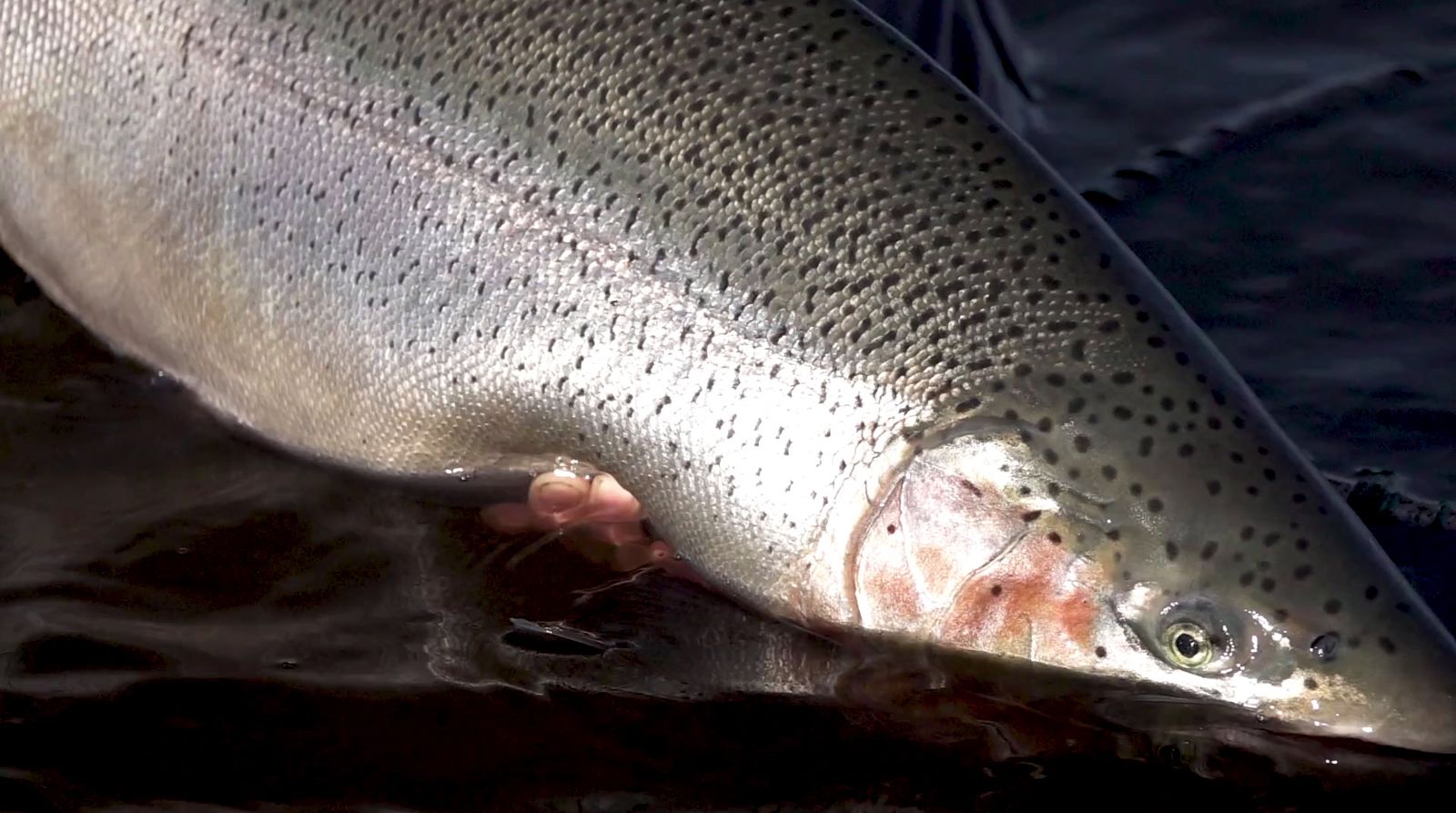 a large fish that is standing in the water