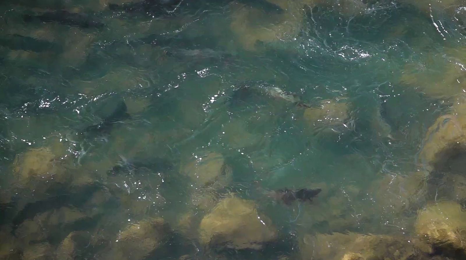 a group of fish swimming in a body of water