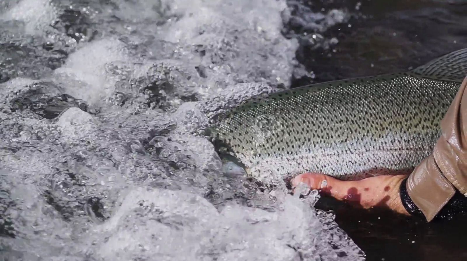 a person holding a fish in the water