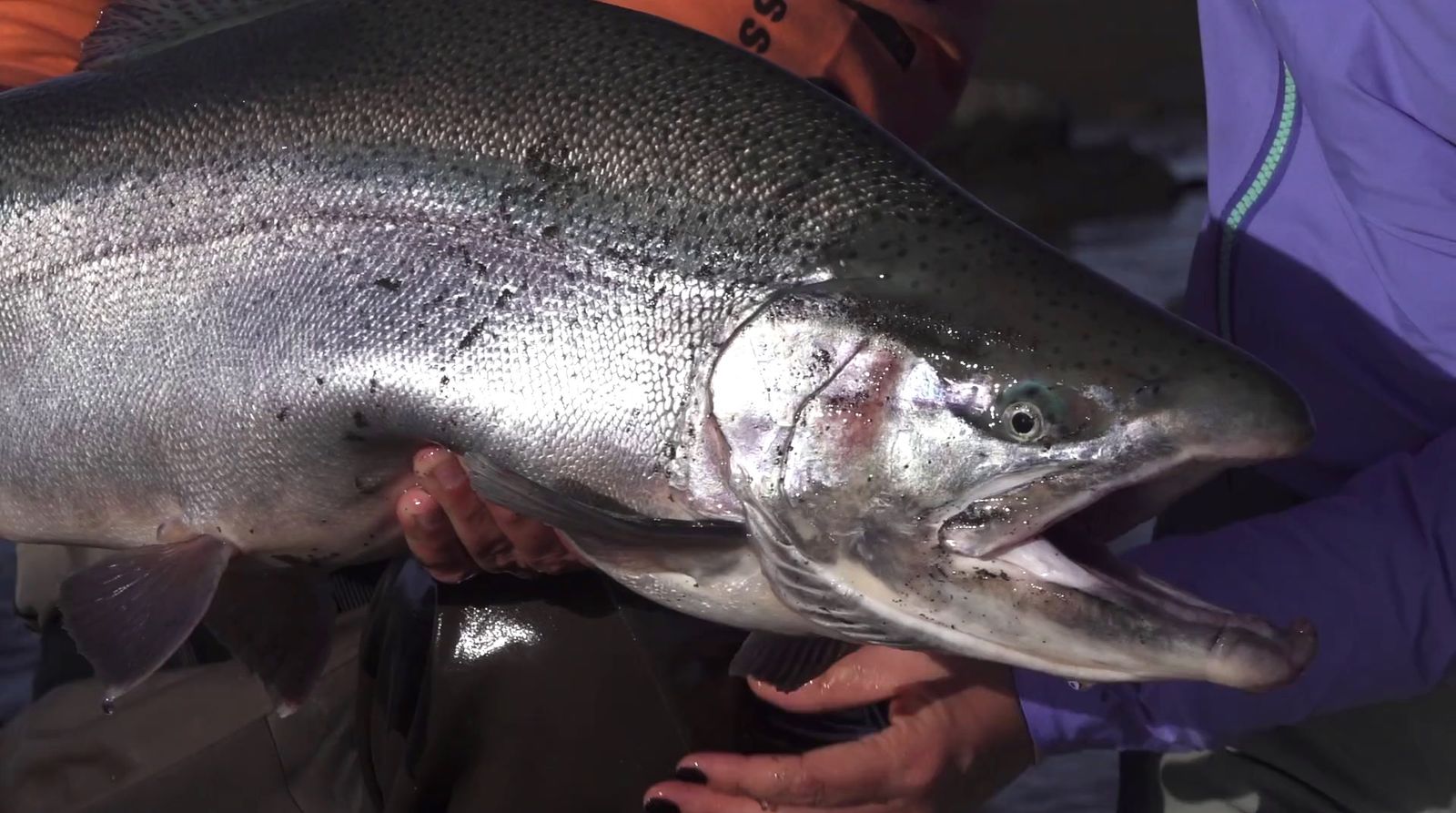 a man holding a large fish in his hands