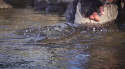 a large alligator swimming in a body of water