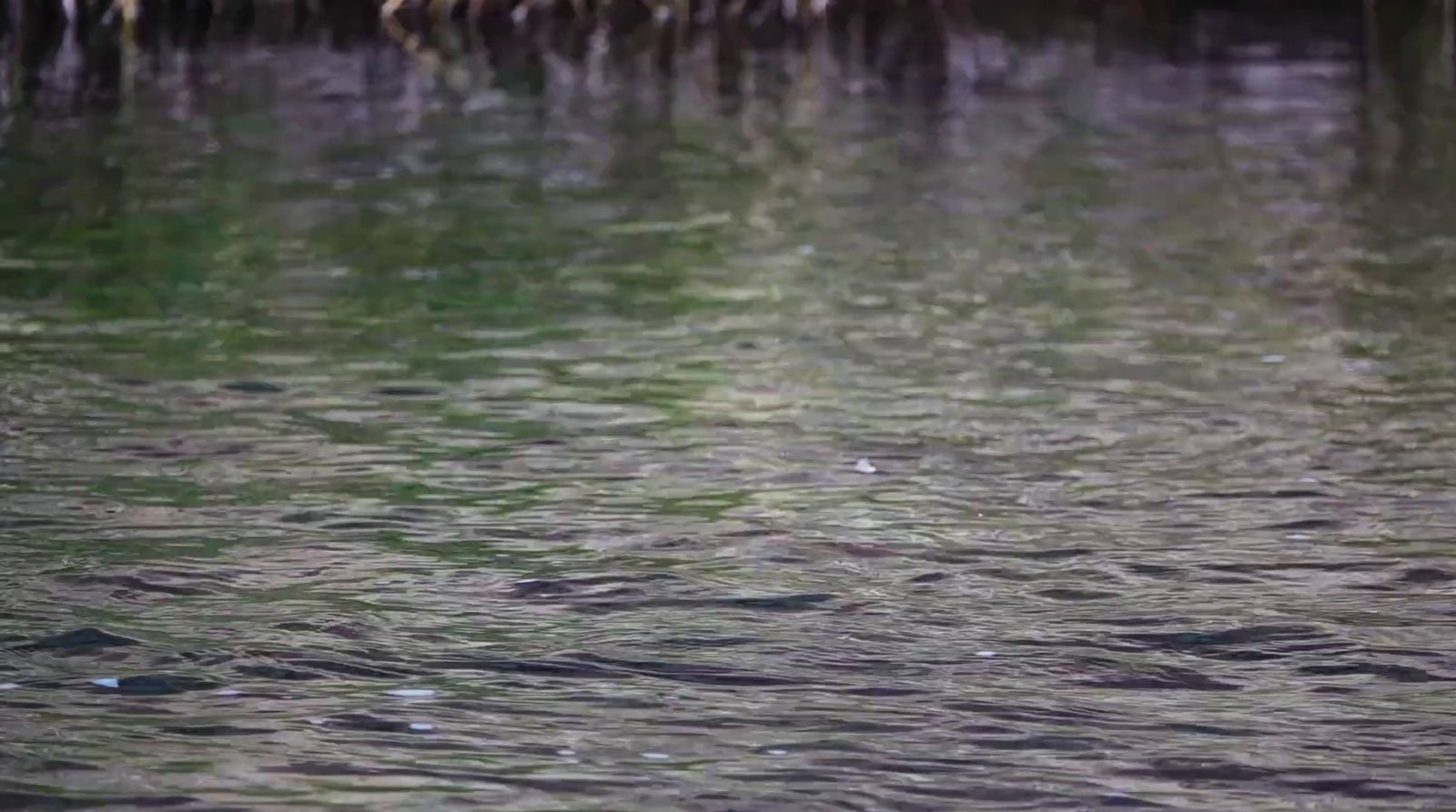 a bird flying over a body of water