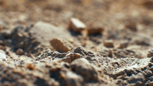 a close up of a small bird in the sand