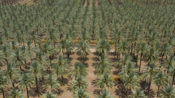 a large palm tree farm in the middle of a desert