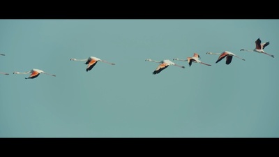 a flock of birds flying through a blue sky