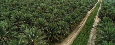 an aerial view of palm trees and a dirt road