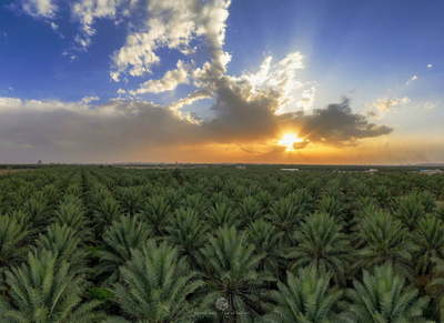 a large field of palm trees under a cloudy sky