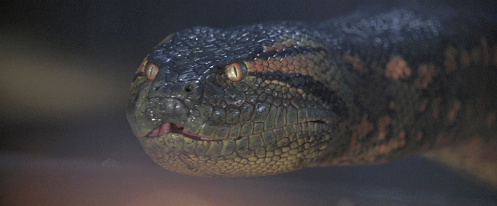 a close up of a lizard's head with a blurry background