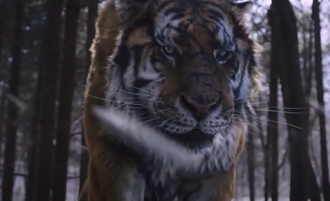 a large tiger walking through a forest filled with trees