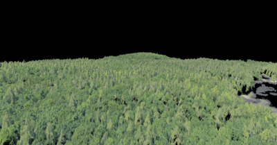 a large group of trees in a forest