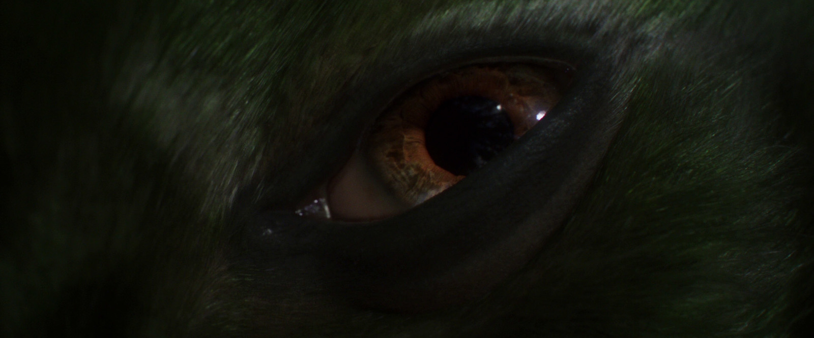 a close up of an animal's eye in the dark