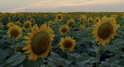 a large field of sunflowers under a cloudy sky