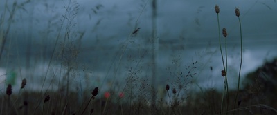 a field of tall grass with a sky in the background