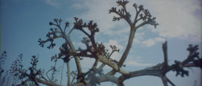 a close up of a tree with a sky in the background