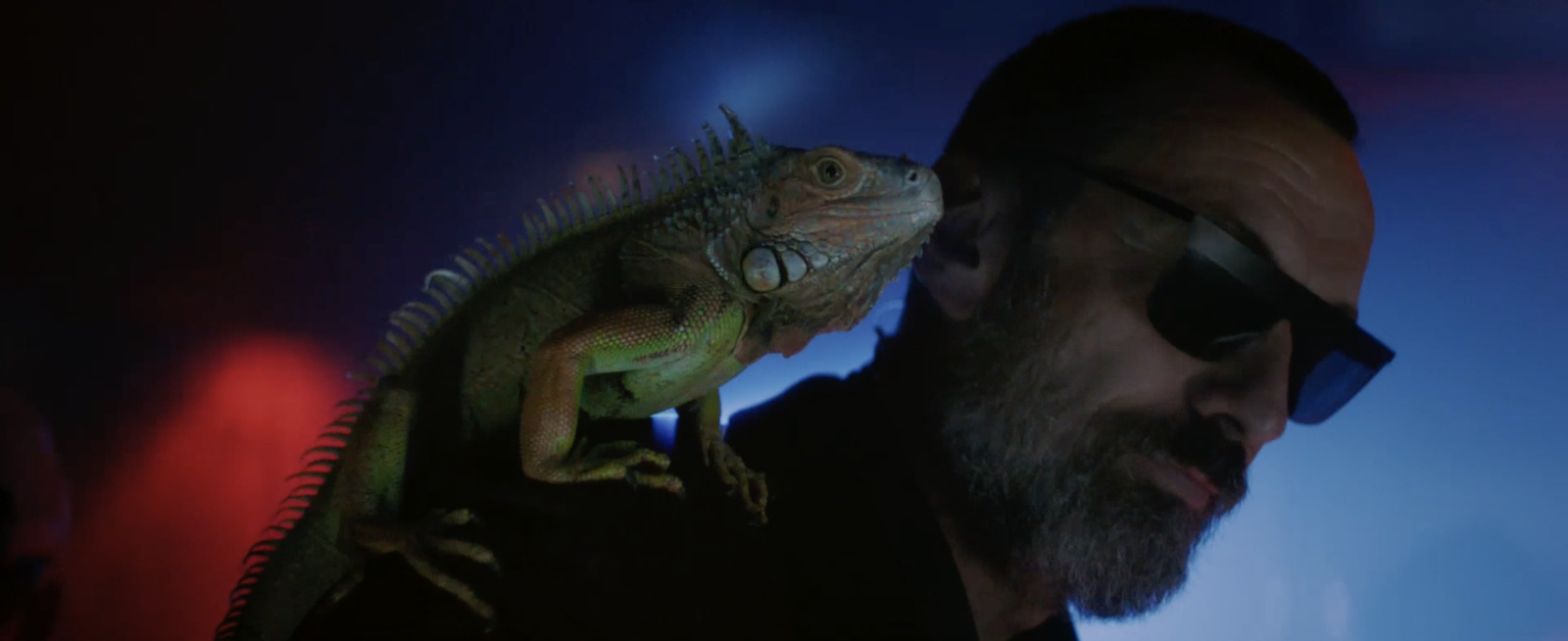 a bearded man with sunglasses and a bearded lizard on his shoulder