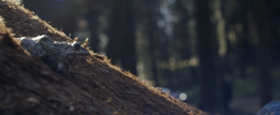 a close up of a tree trunk in a forest