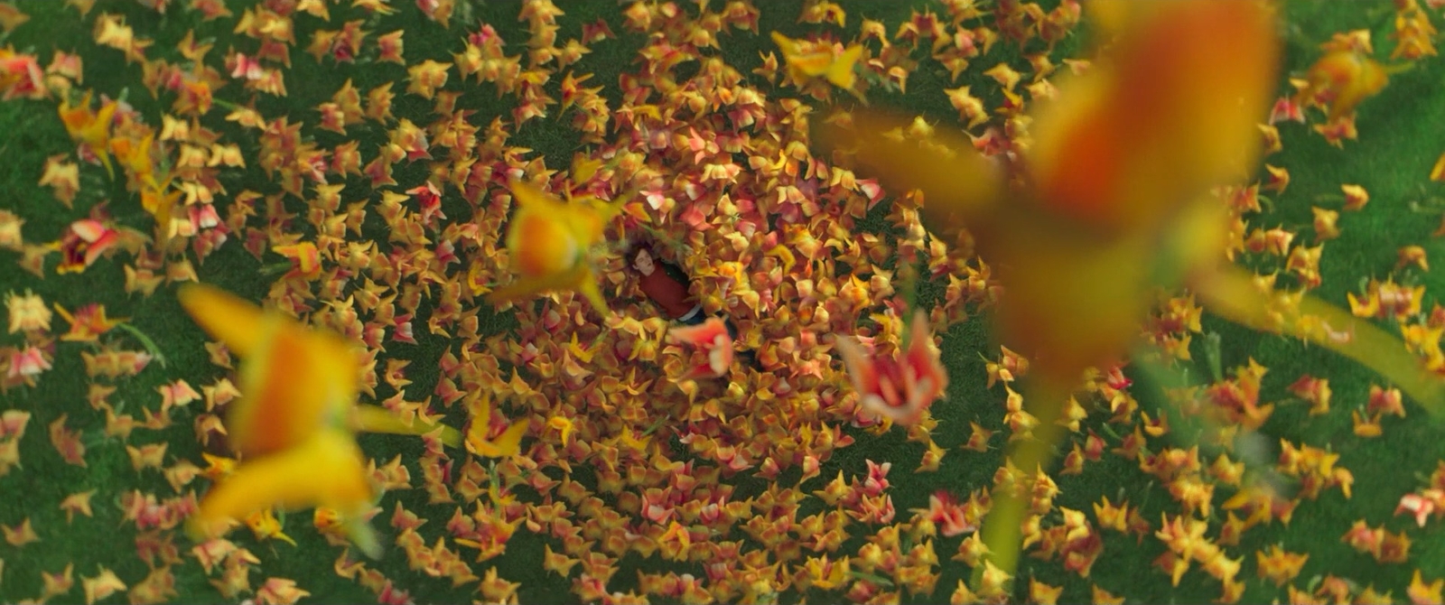 a large group of yellow and red flowers