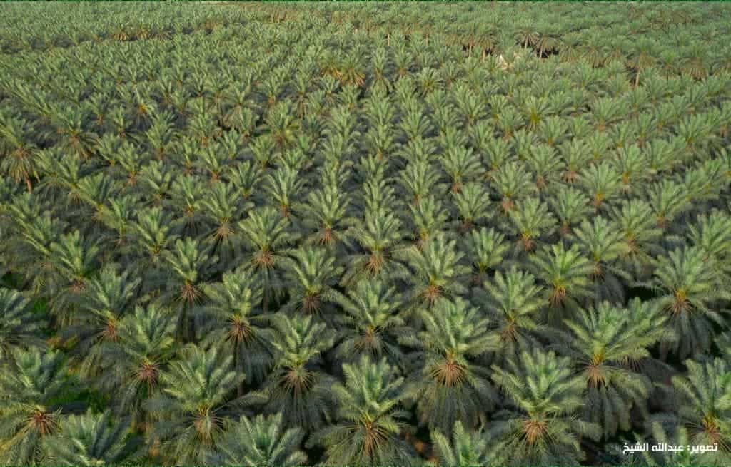 an aerial view of a palm tree farm