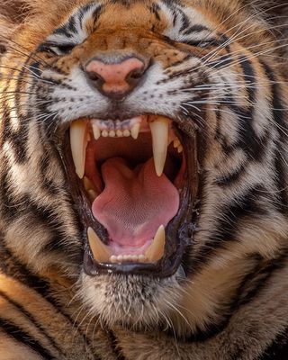 a close up of a tiger with its mouth open