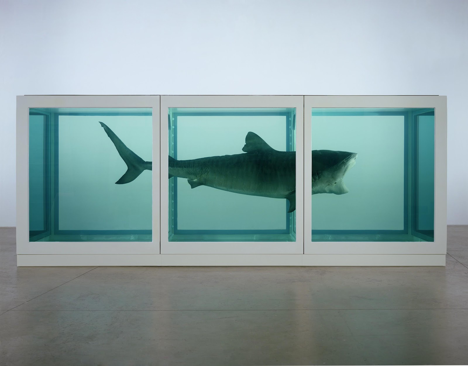 a shark in a glass case in a museum