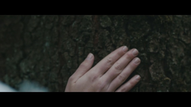 a person's hand on a tree trunk