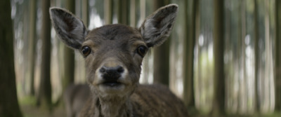 a close up of a deer in a forest