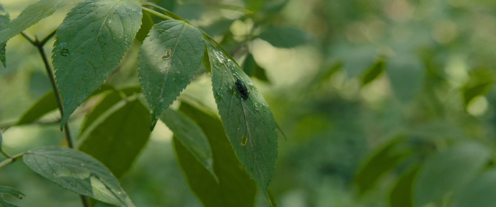 a close up of a leaf with a bug on it