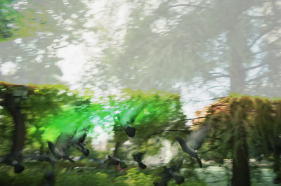 a flock of birds flying over a lush green forest