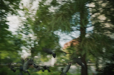 a flock of birds flying over a lush green forest