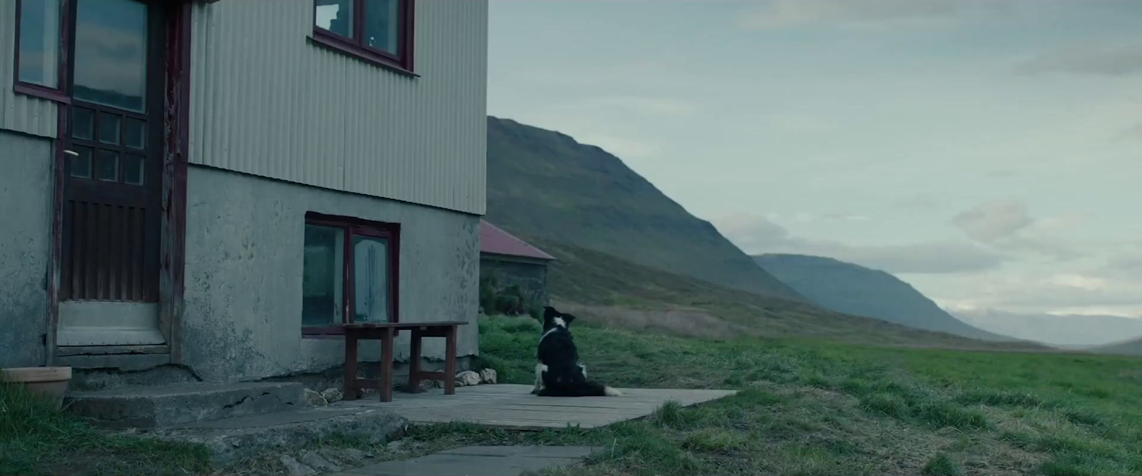 a black and white dog sitting outside of a house