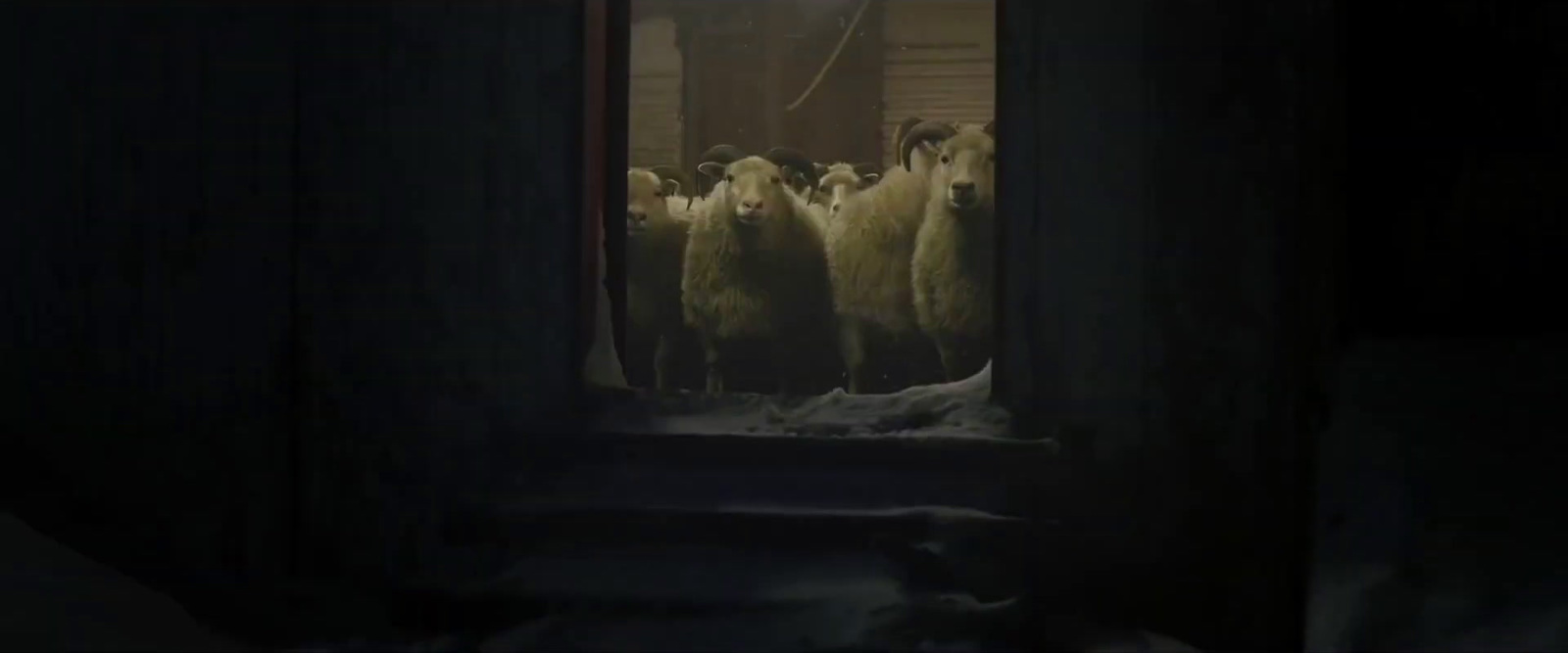 a group of sheep standing in a dark room