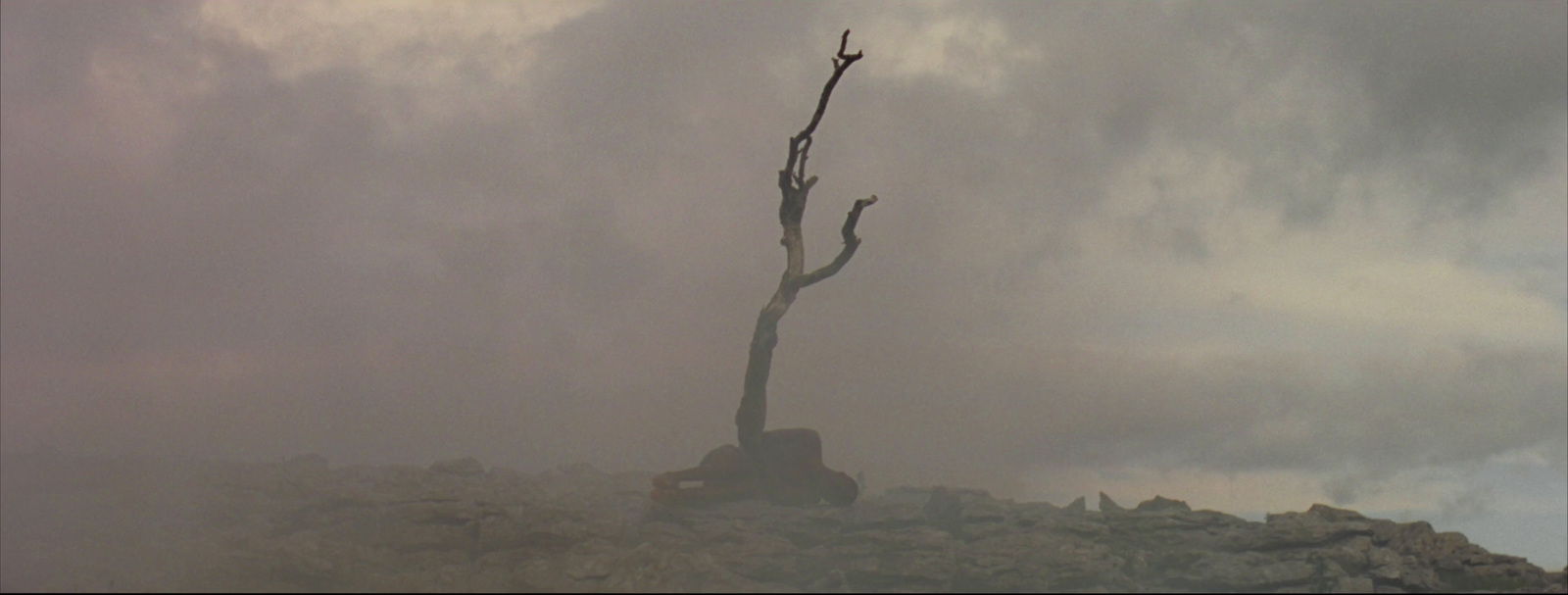 a lone tree in the middle of a rocky area