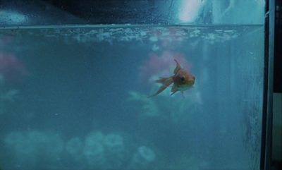 a fish swimming in a tank in a room