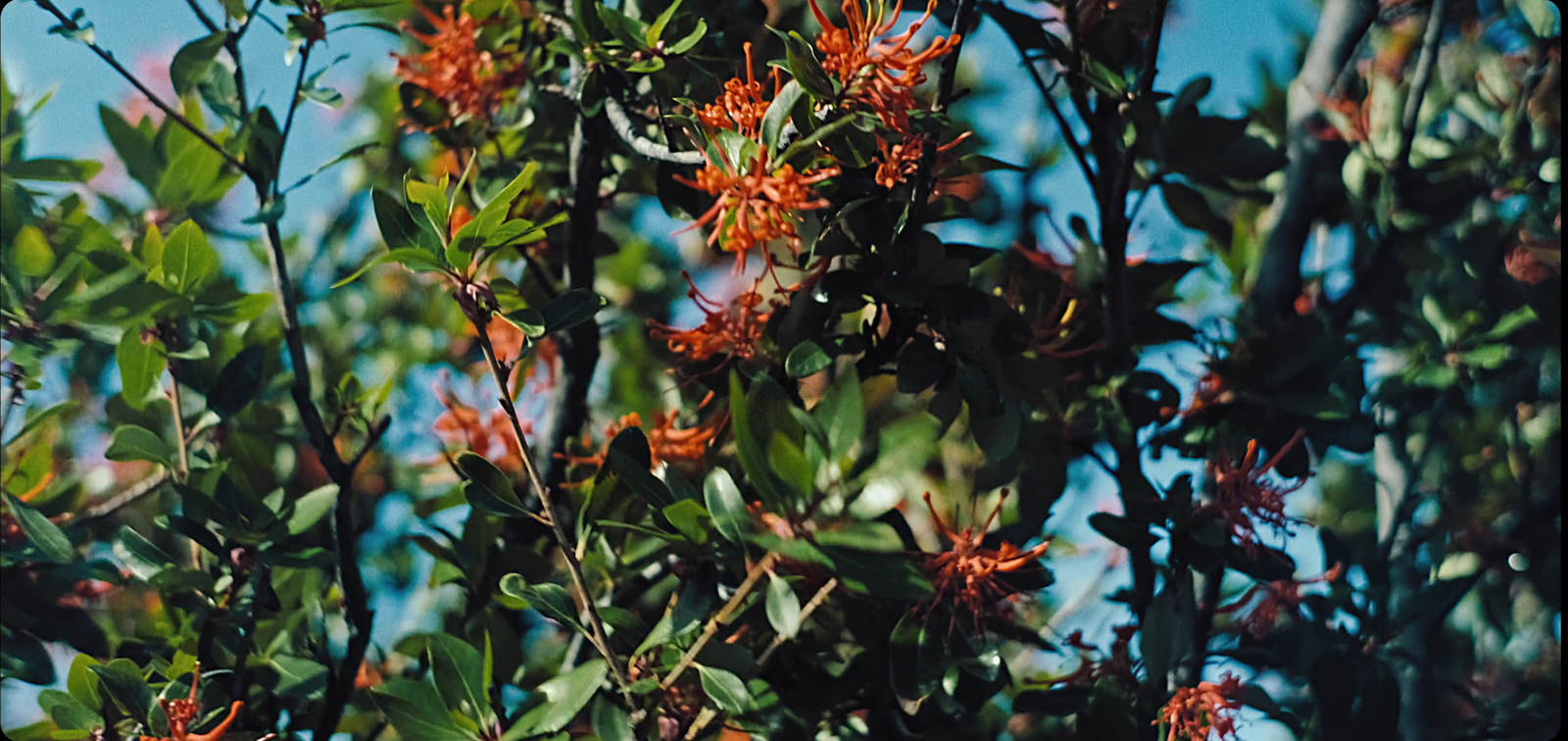 a close up of a tree with red flowers