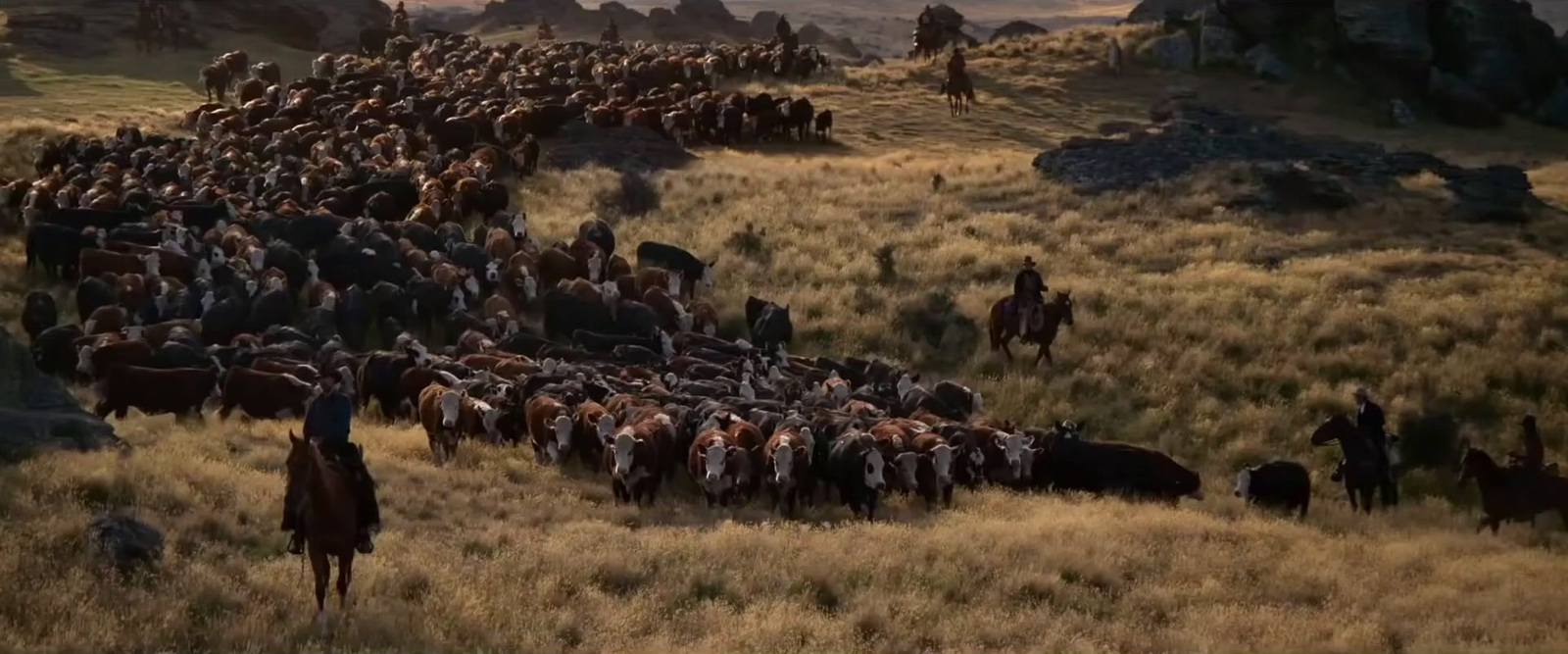 a large herd of cattle walking across a dry grass field