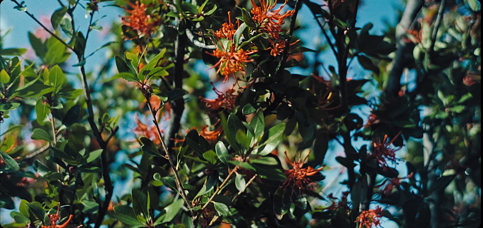 a close up of a tree with orange flowers