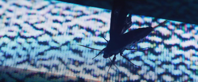 a close up of a butterfly on a screen