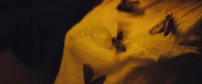 a close up of a person's shirt with moths on it