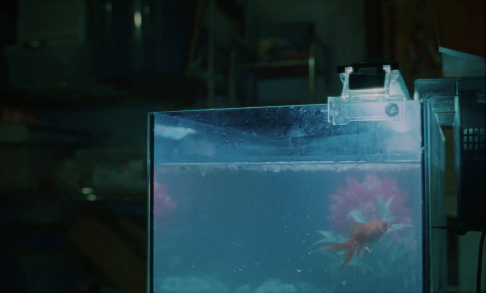 a fish tank with a red flower in it