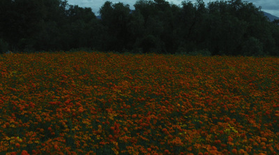 a field of flowers with trees in the background