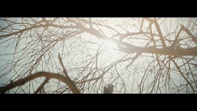 the branches of a tree with the sun in the background