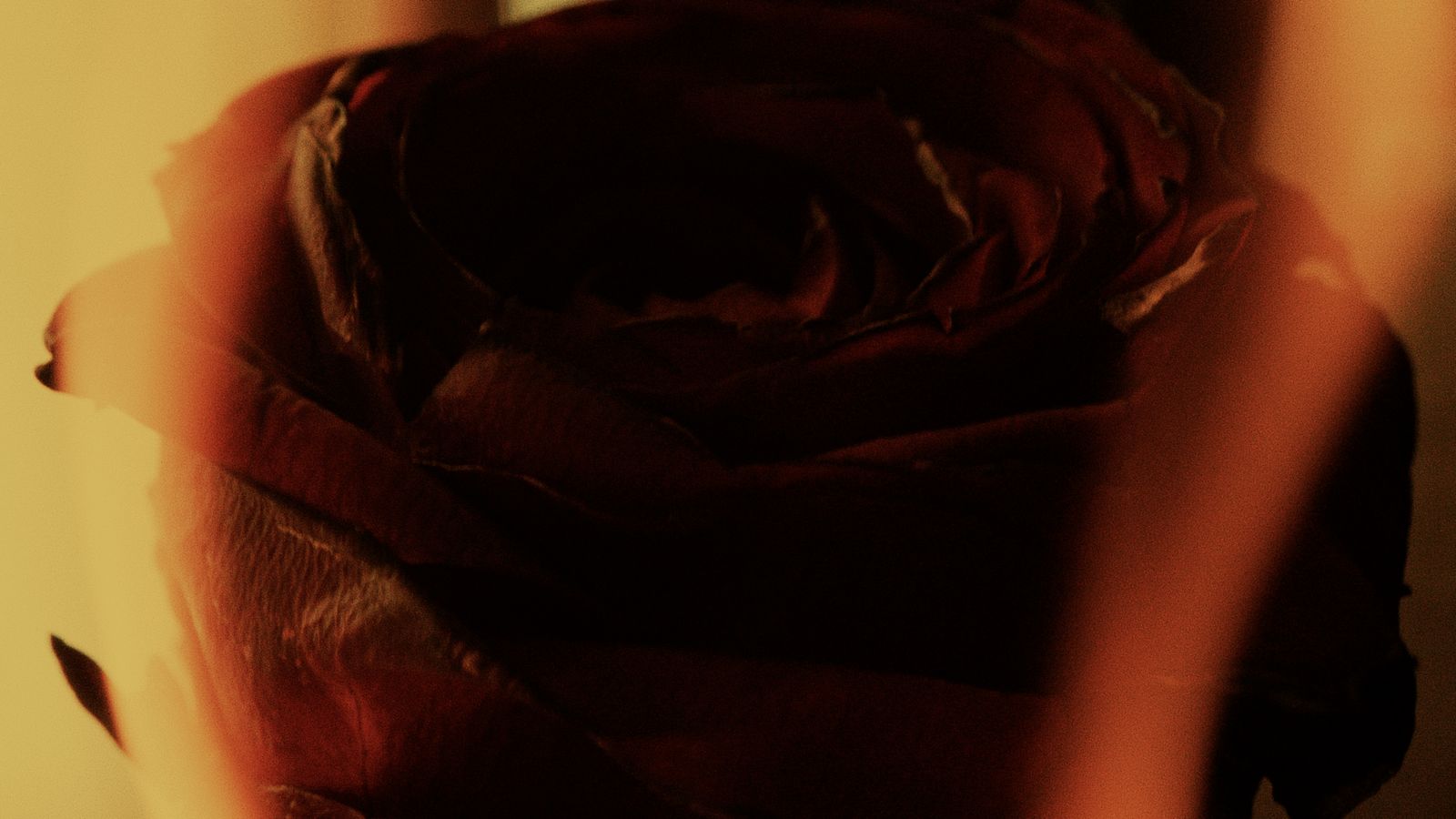 a close up of a red rose on a table