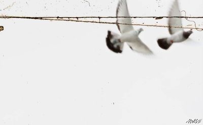 a couple of birds flying next to a power line