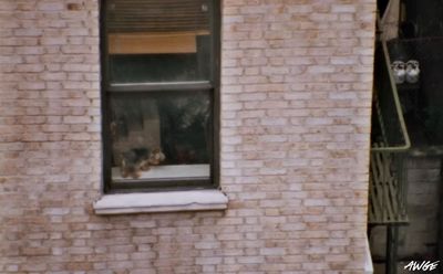 a brick building with a cat looking out of a window