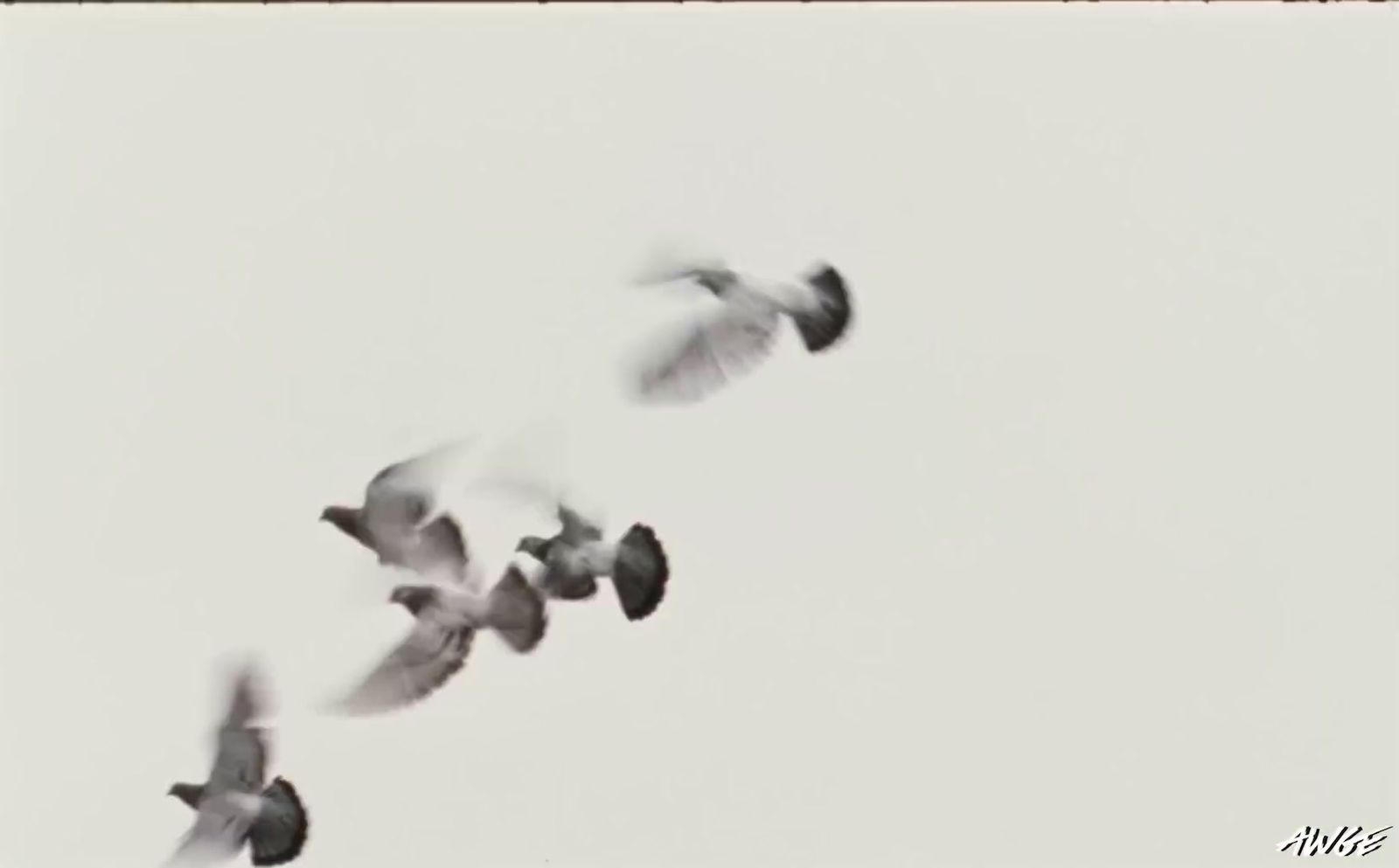 a flock of birds flying through a white sky